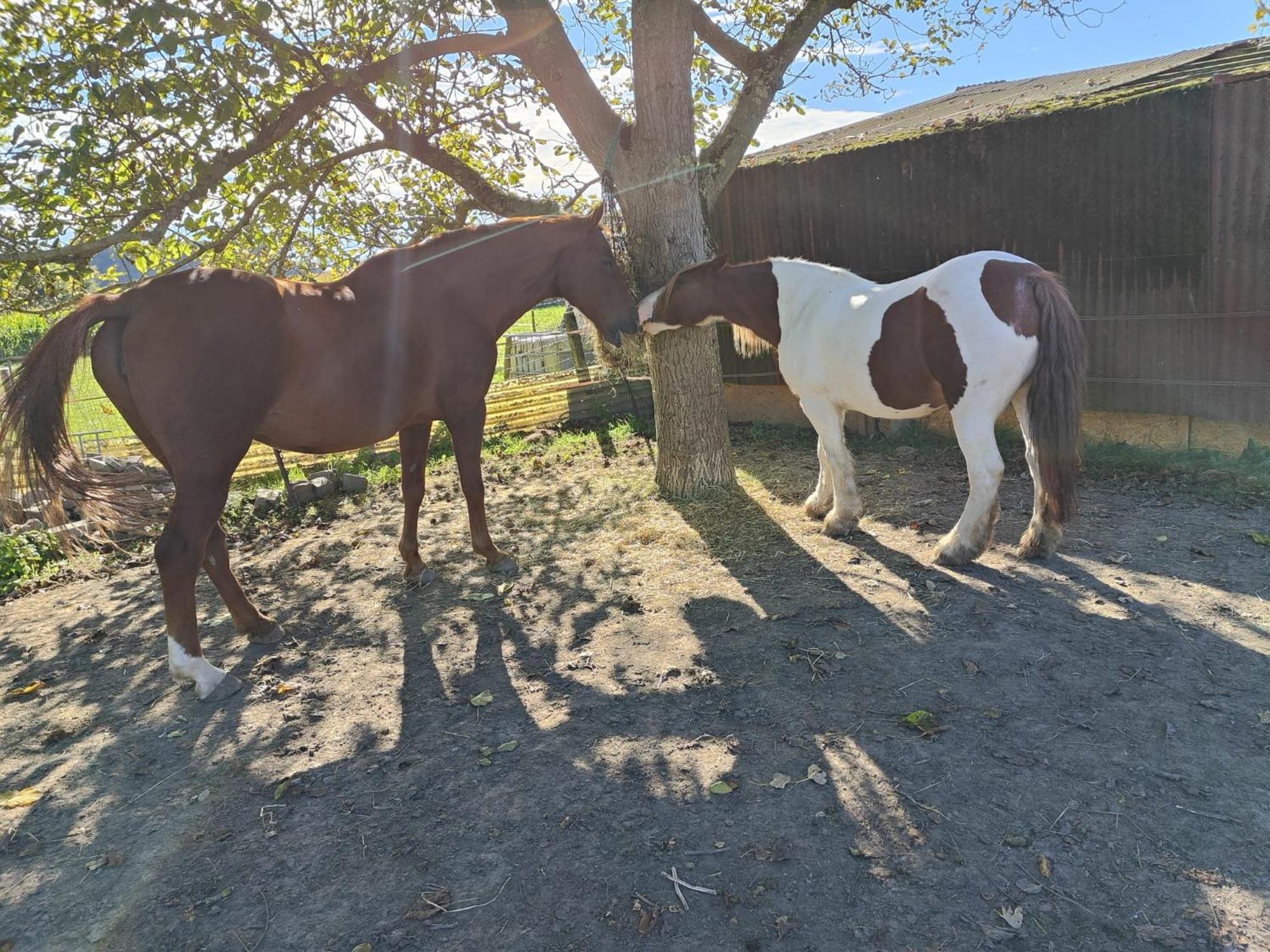 Hoeve Hofgaarde Heers 外观 照片
